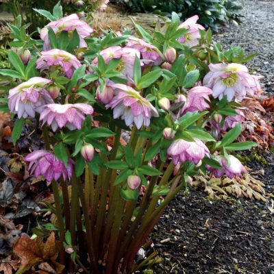 Helleborus WINTER JEWELS™ ‘Peppermint Ice’ | TERRA NOVA® Nurseries, Inc.