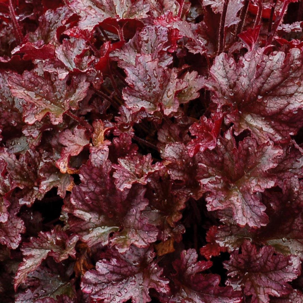 Heuchera ‘Berry Marmalade’ | TERRA NOVA® Nurseries, Inc.