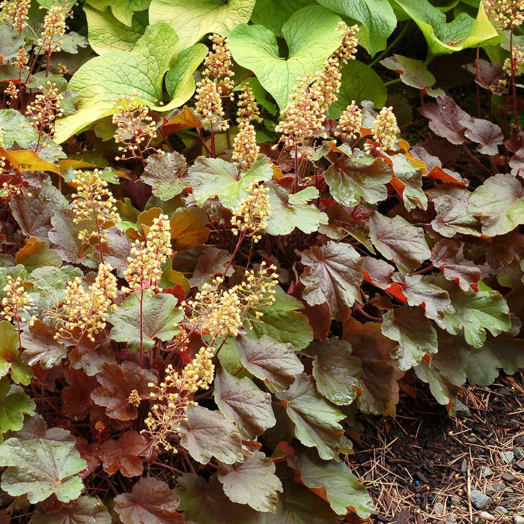 Heuchera LITTLE CUTIES™ ‘Blondie’ | TERRA NOVA® Nurseries, Inc.