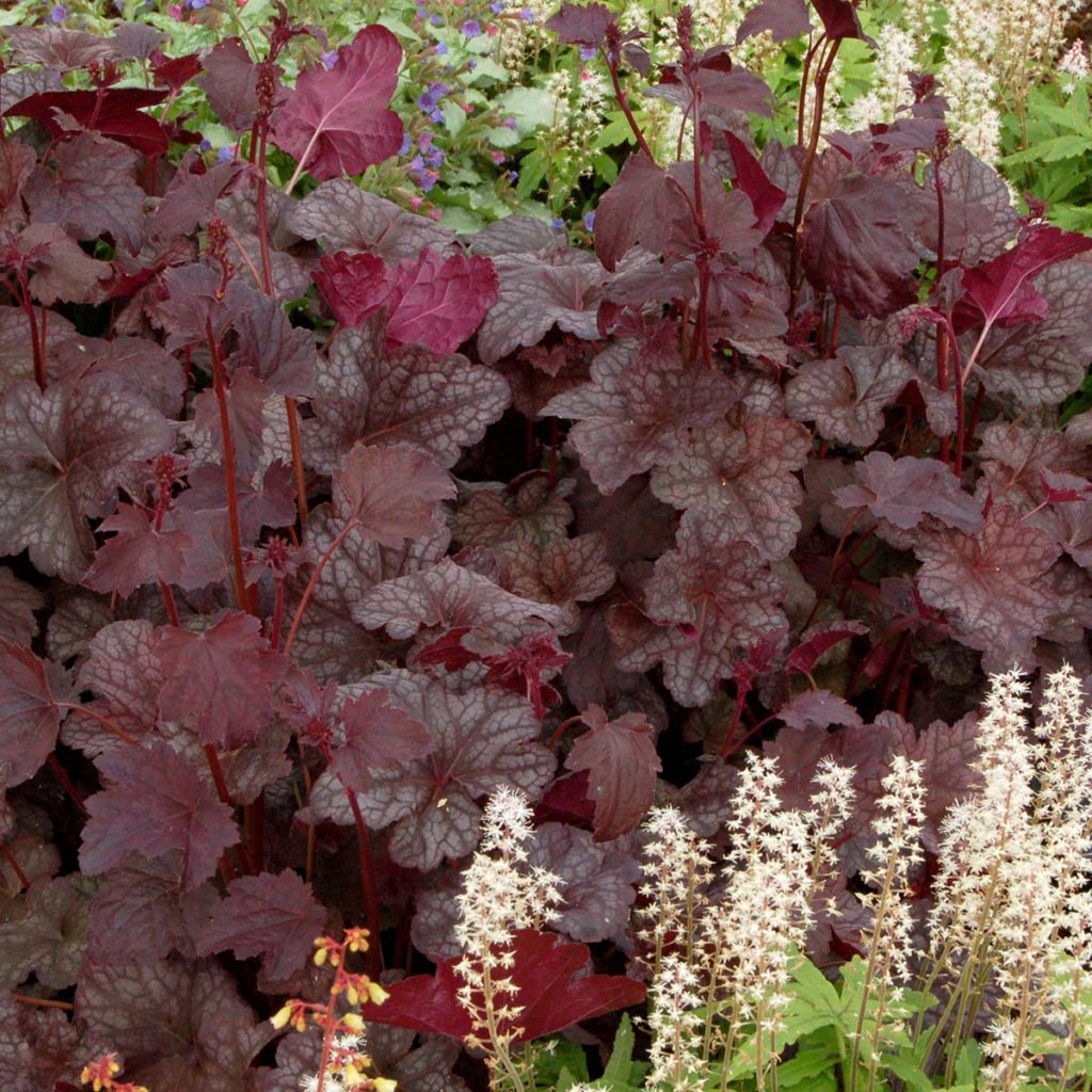 Heuchera ‘Cathedral Windows’ | TERRA NOVA® Nurseries, Inc.