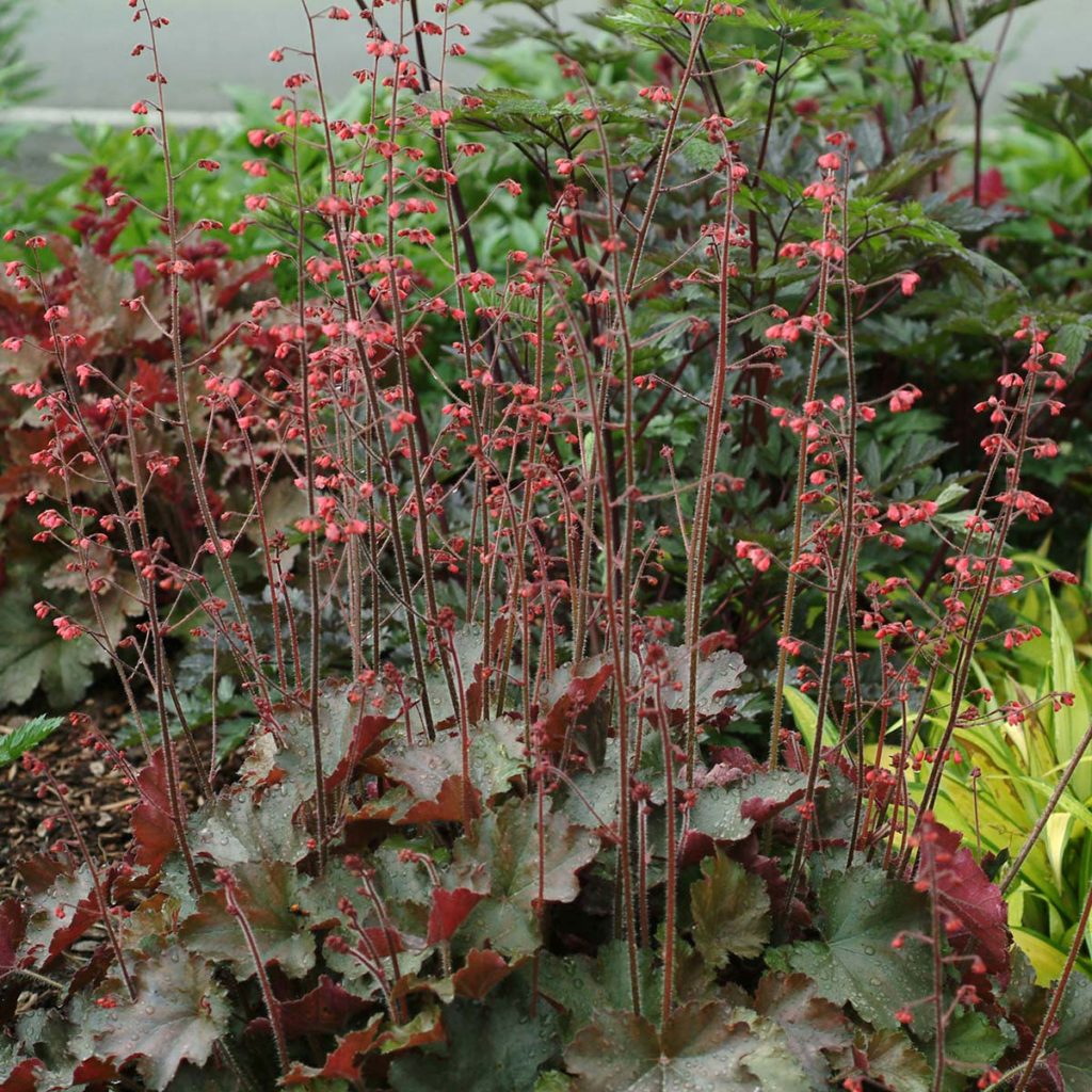 Heuchera ‘Cherries Jubilee’ | TERRA NOVA® Nurseries, Inc.