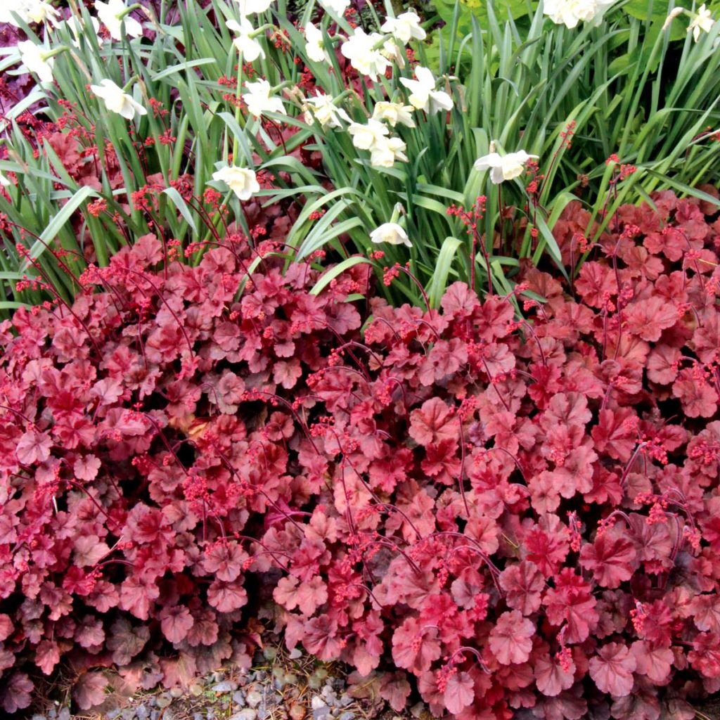 Heuchera Cherry Cola TERRA NOVA Nurseries Inc   Heuchera Cherry Cola 6 1024x1024 