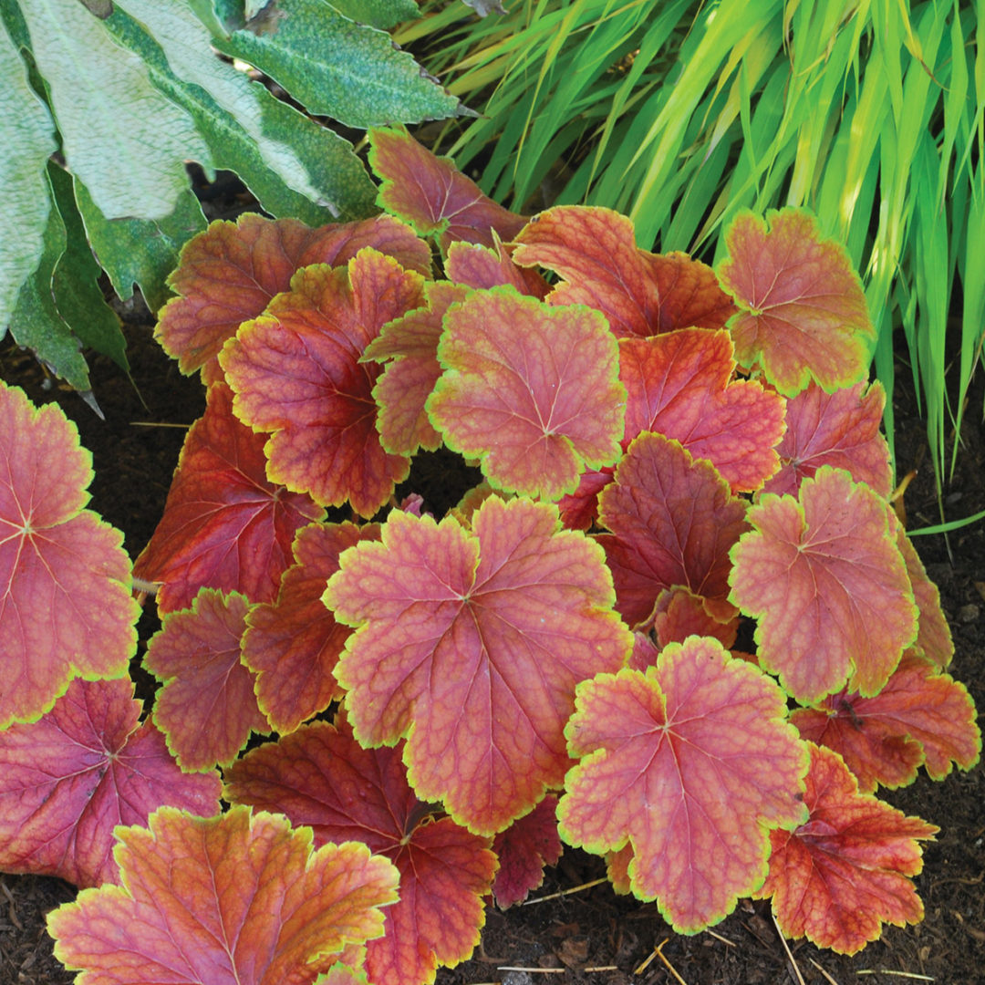 Heuchera ‘Delta Dawn’ | TERRA NOVA® Nurseries, Inc.