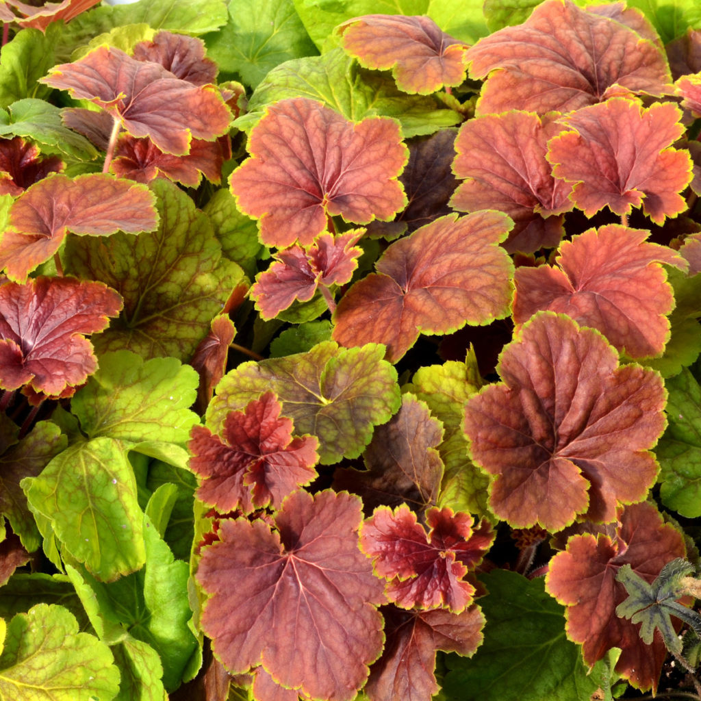 Heuchera Delta Dawn