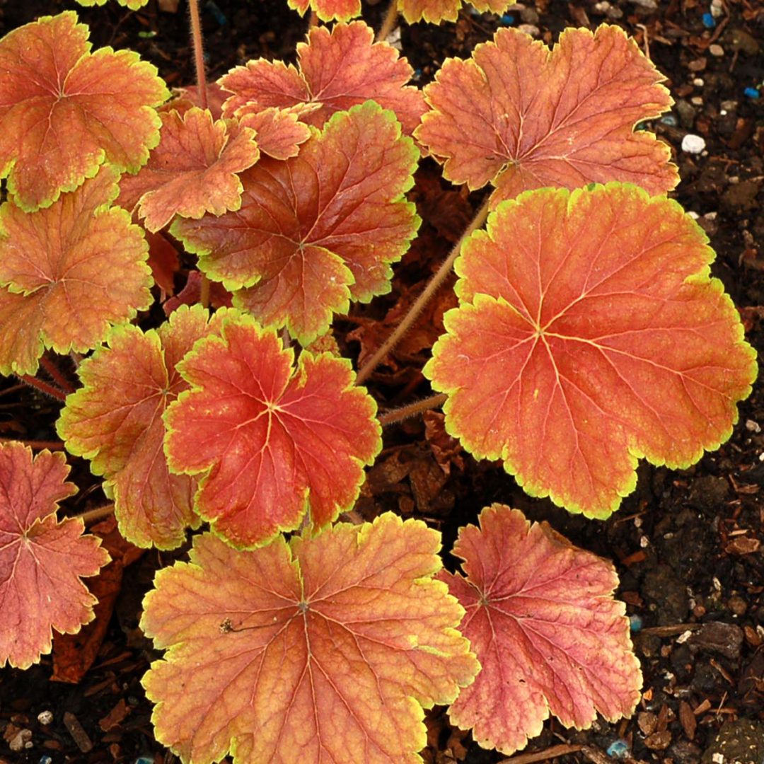 Heuchera ‘Delta Dawn’ | TERRA NOVA® Nurseries, Inc.