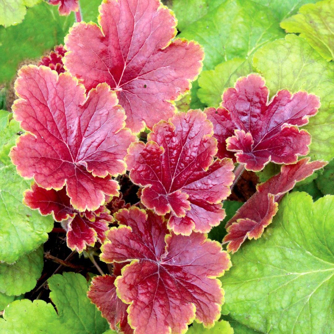 Heuchera ‘Delta Dawn’ | TERRA NOVA® Nurseries, Inc.