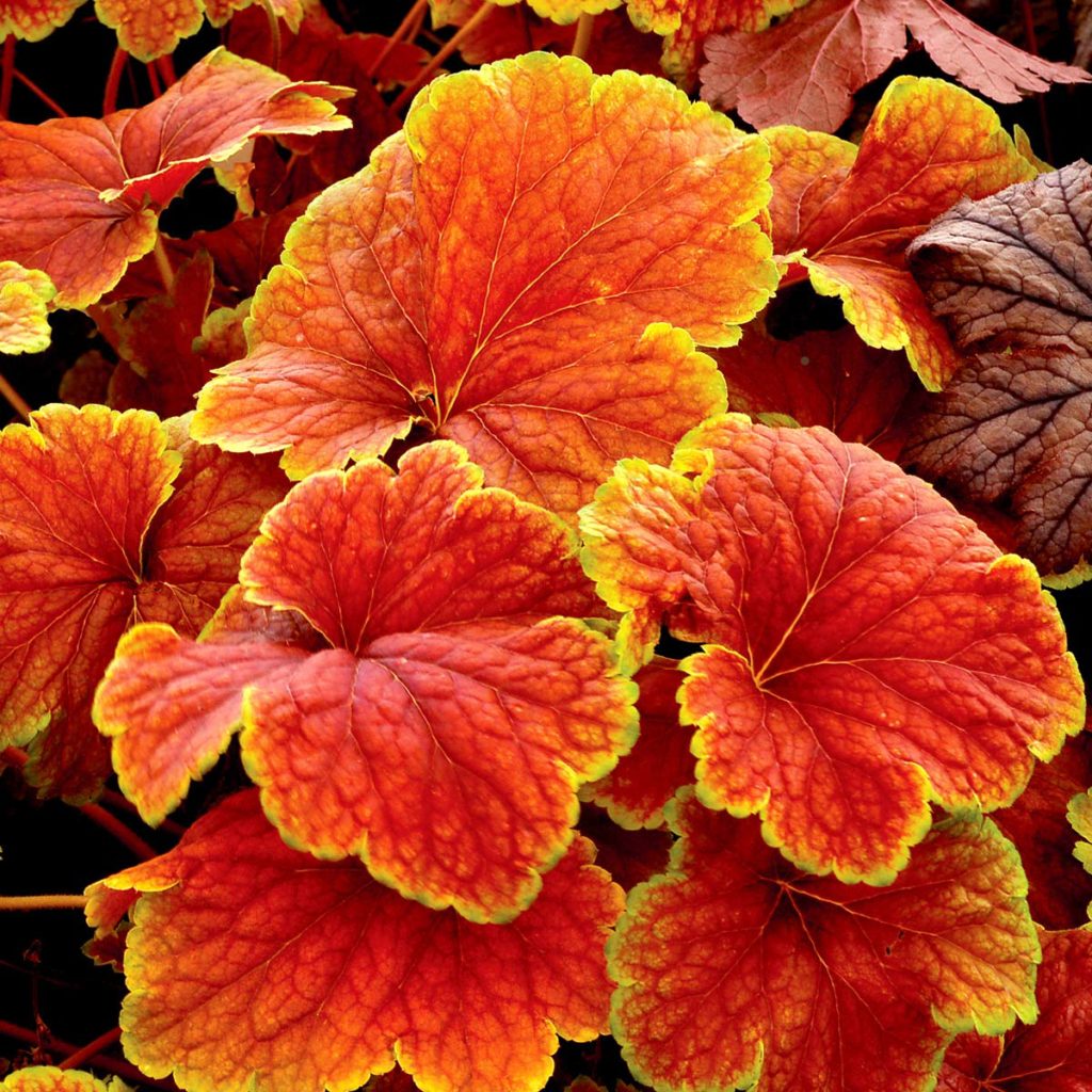 Heuchera ‘Delta Dawn’ | TERRA NOVA® Nurseries, Inc.