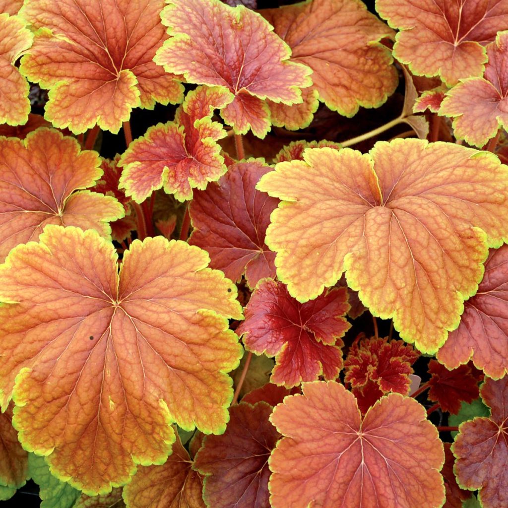 Heuchera ‘Delta Dawn’ | TERRA NOVA® Nurseries, Inc.