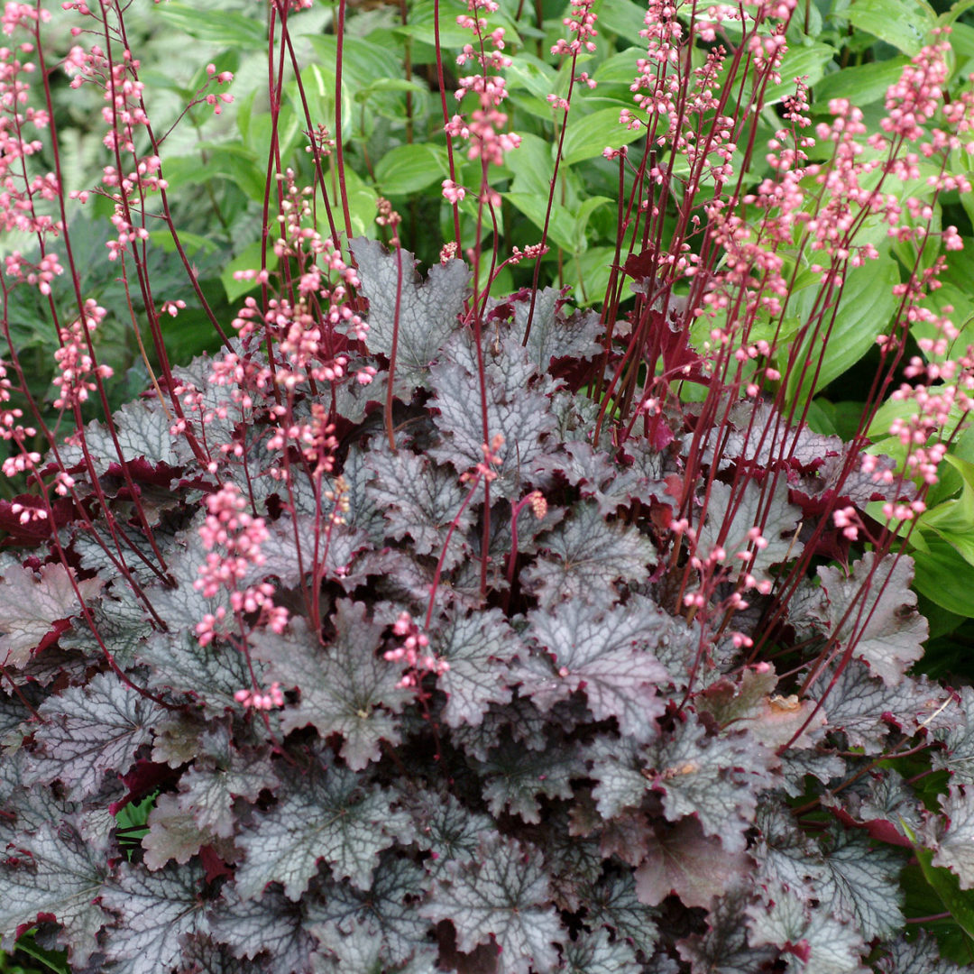 Heuchera ‘Fandango’ | TERRA NOVA® Nurseries, Inc.