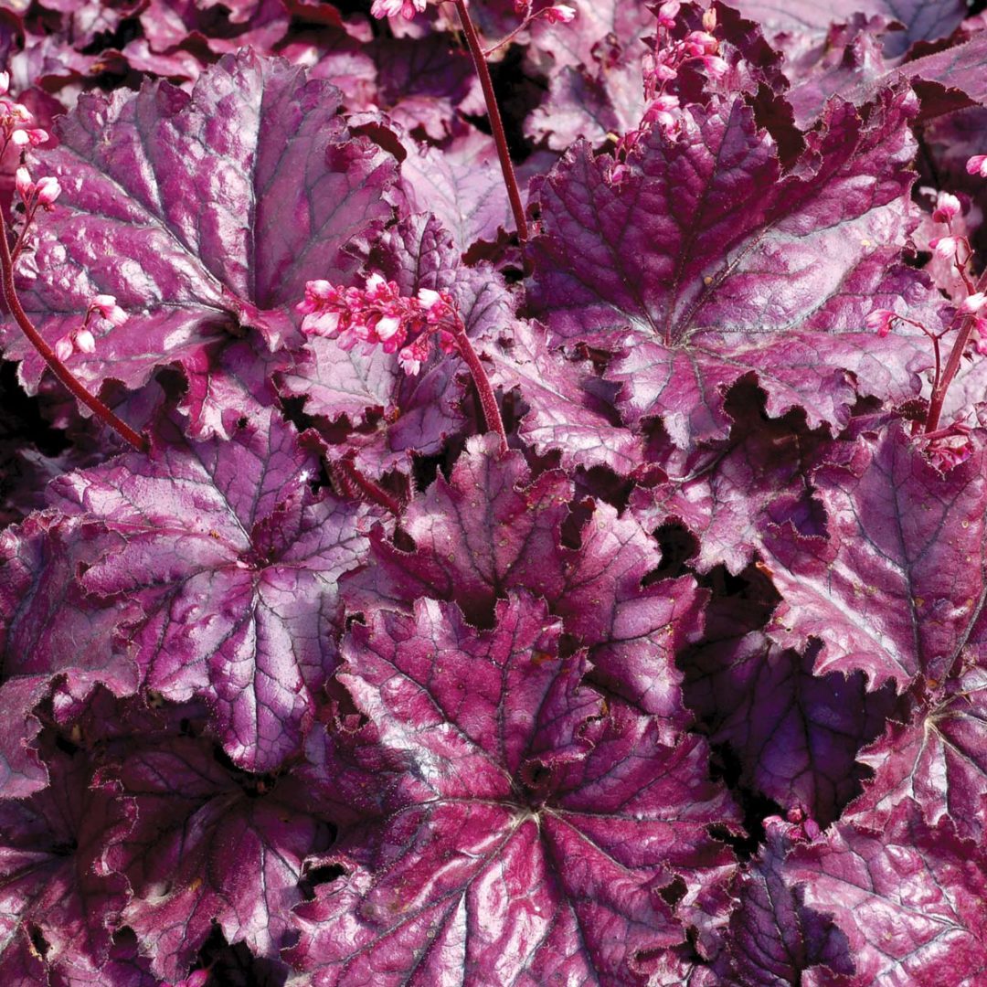 Heuchera FOREVER® ‘Purple’ | TERRA NOVA® Nurseries, Inc.