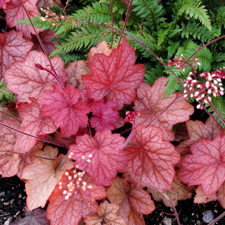 Heuchera ‘Georgia Peach’ | TERRA NOVA® Nurseries, Inc.