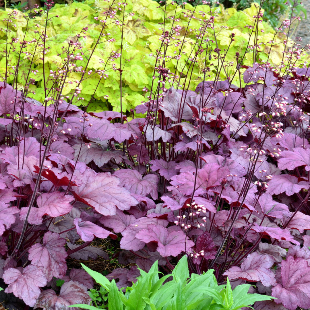 Heuchera Plum’ TERRA NOVA® Nurseries, Inc.