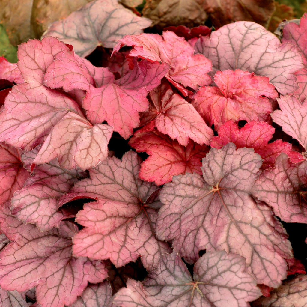 Heuchera ‘Georgia Plum’ | TERRA NOVA® Nurseries, Inc.