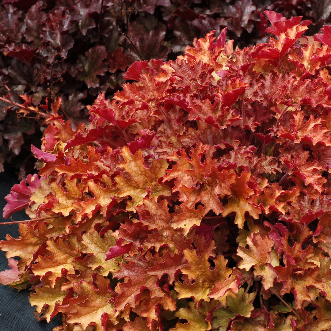 Heuchera ‘ginger Peach Terra Nova® Nurseries Inc