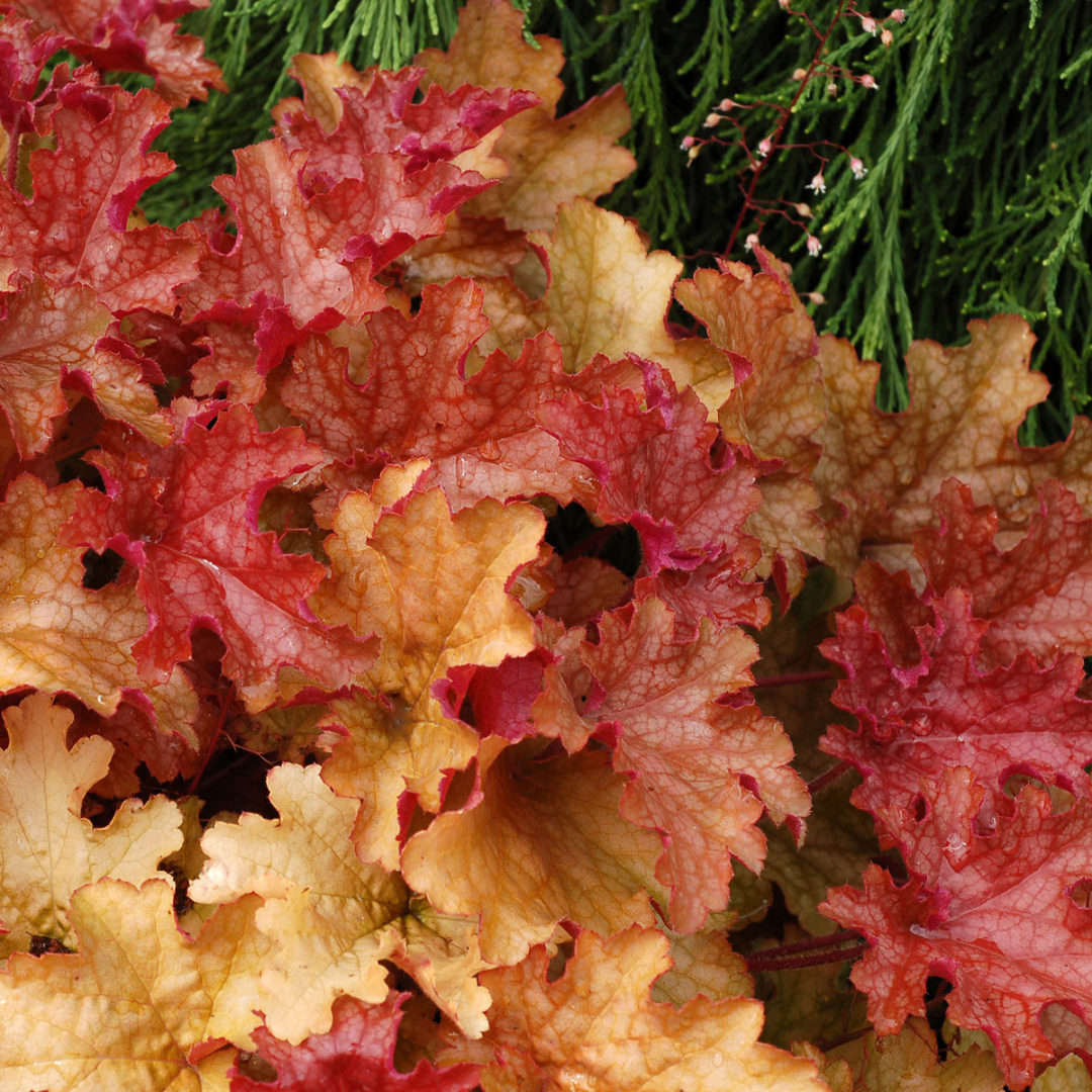 Heuchera ‘ginger Peach Terra Nova® Nurseries Inc