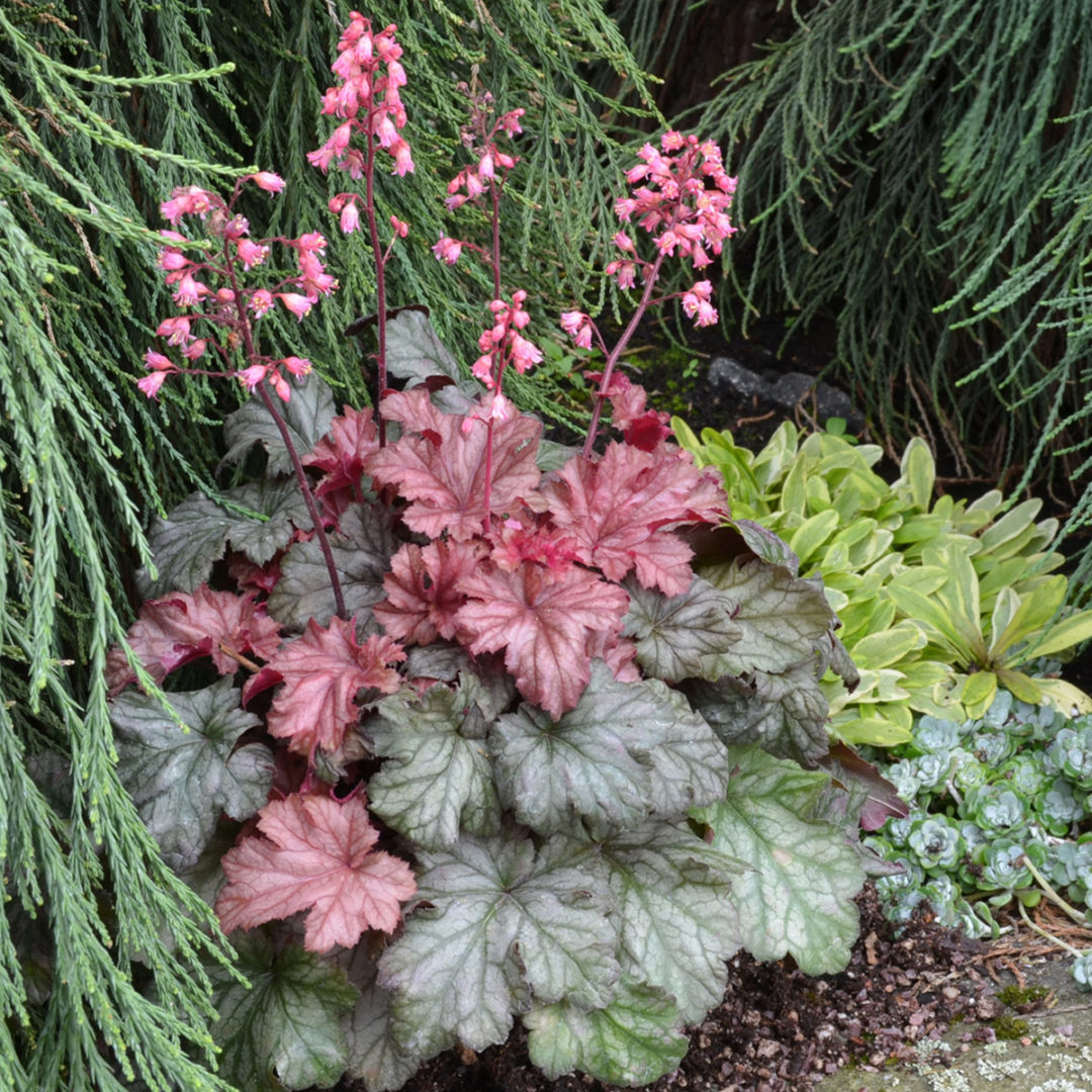 Heuchera LITTLE CUTIES™ ‘Ginger Snap’ | TERRA NOVA® Nurseries, Inc.