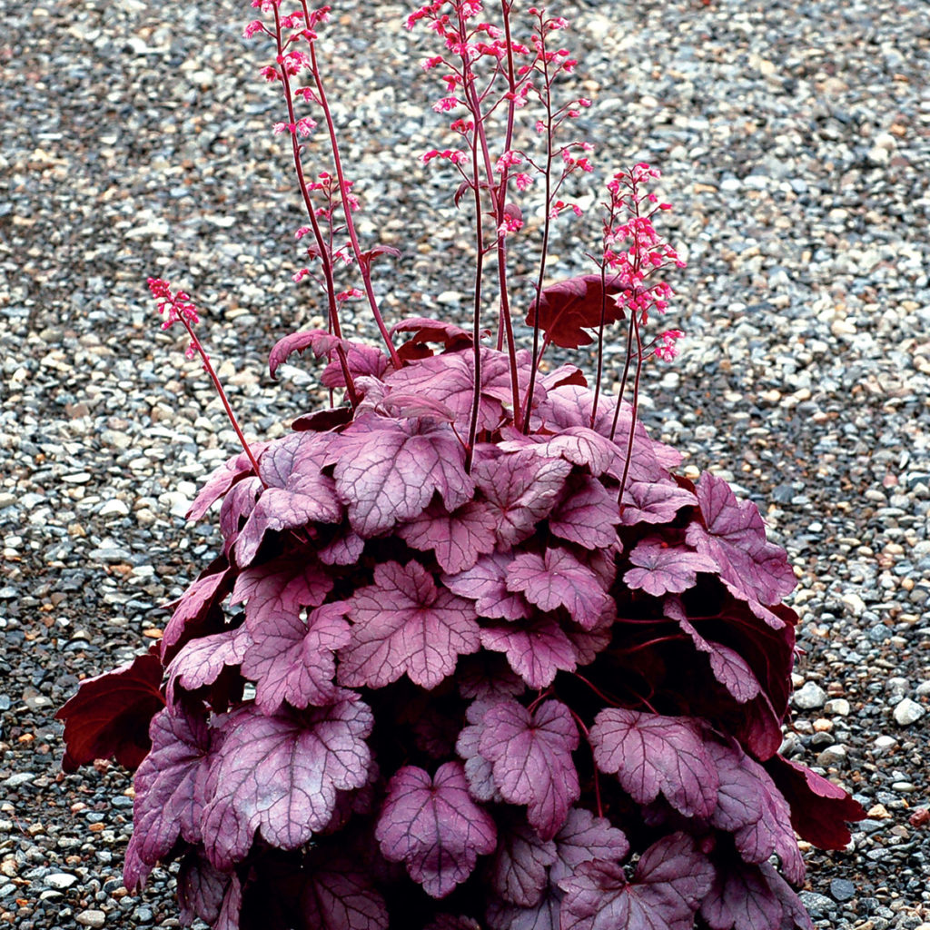 Heuchera ‘Grape Soda’ | TERRA NOVA® Nurseries, Inc.