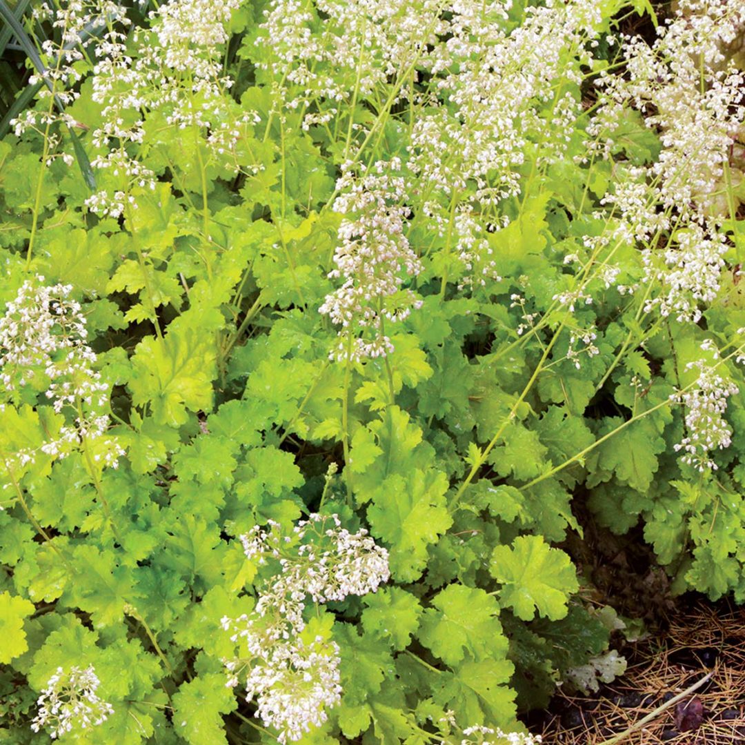 Heuchera ‘Lime Rickey’ | TERRA NOVA® Nurseries, Inc.