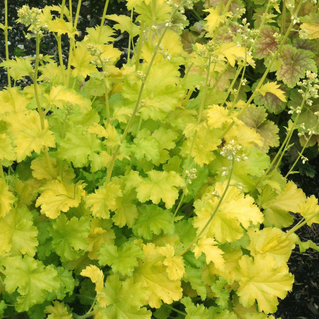 Heuchera ‘Lime Rickey’ | TERRA NOVA® Nurseries, Inc.