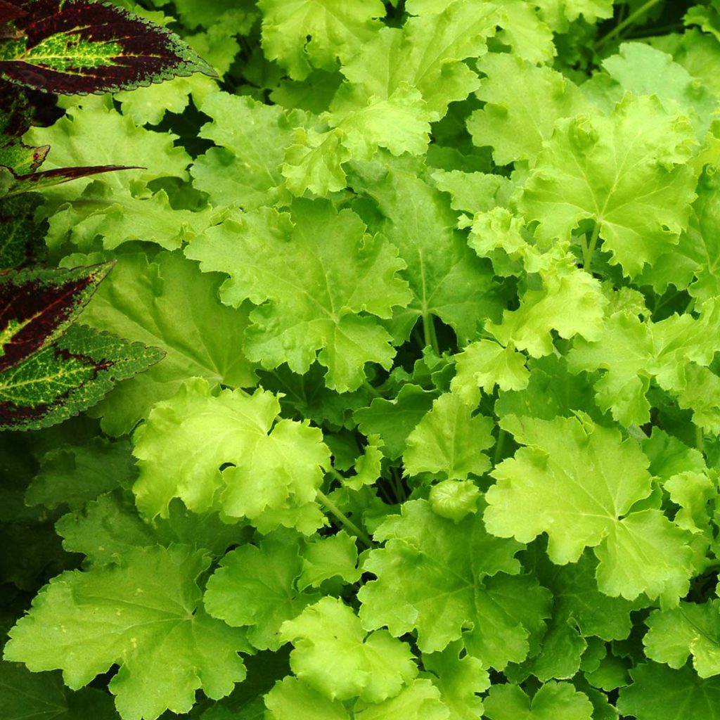 Heuchera ‘Lime Rickey’ | TERRA NOVA® Nurseries, Inc.