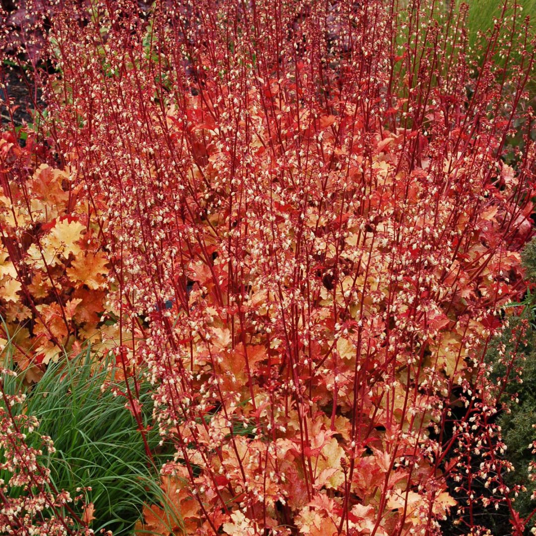 Гейхера (Heuchera) мармелад