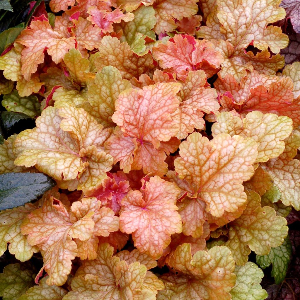 Heuchera ‘Midas Touch’ | TERRA NOVA® Nurseries, Inc.