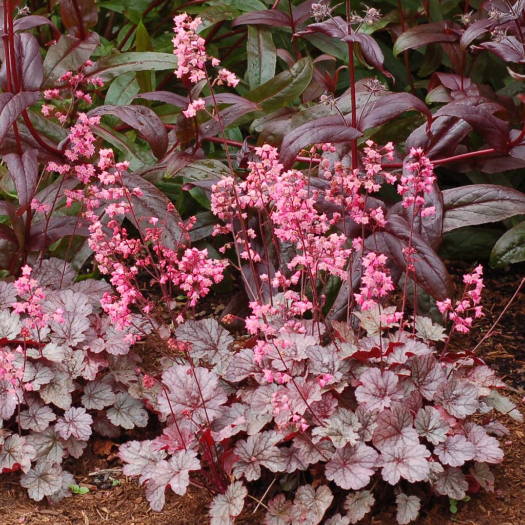 Heuchera ‘Milan’ | TERRA NOVA® Nurseries, Inc.