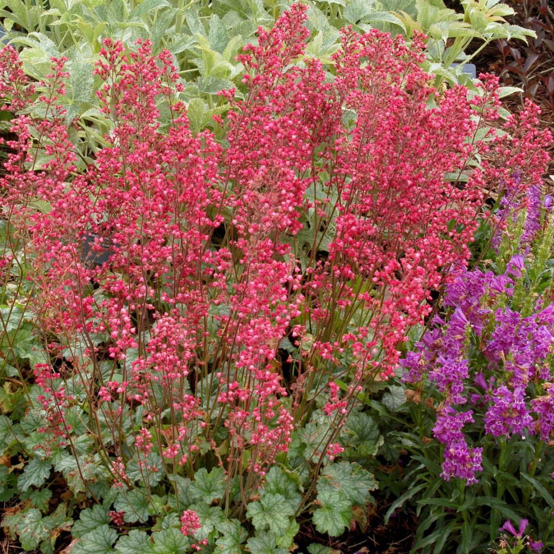 Heuchera ‘Paris’ | TERRA NOVA® Nurseries, Inc.