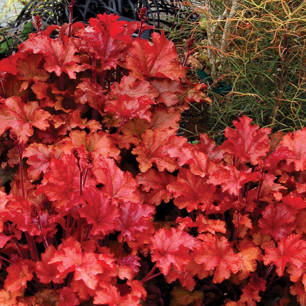 Heuchera Terra Nova® Nurseries Inc