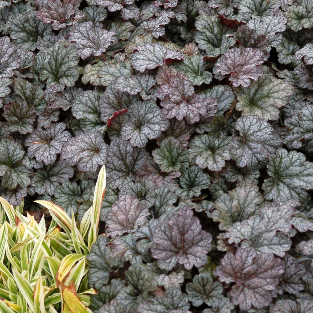 Heuchera ‘Rave On’ | TERRA NOVA® Nurseries, Inc.