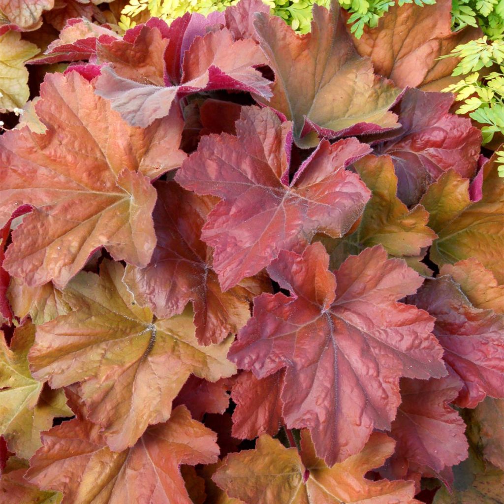 Heuchera ‘Southern Comfort’ | TERRA NOVA® Nurseries, Inc.