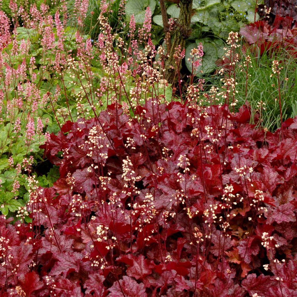 Heuchera ‘sparkling Burgundy’ 