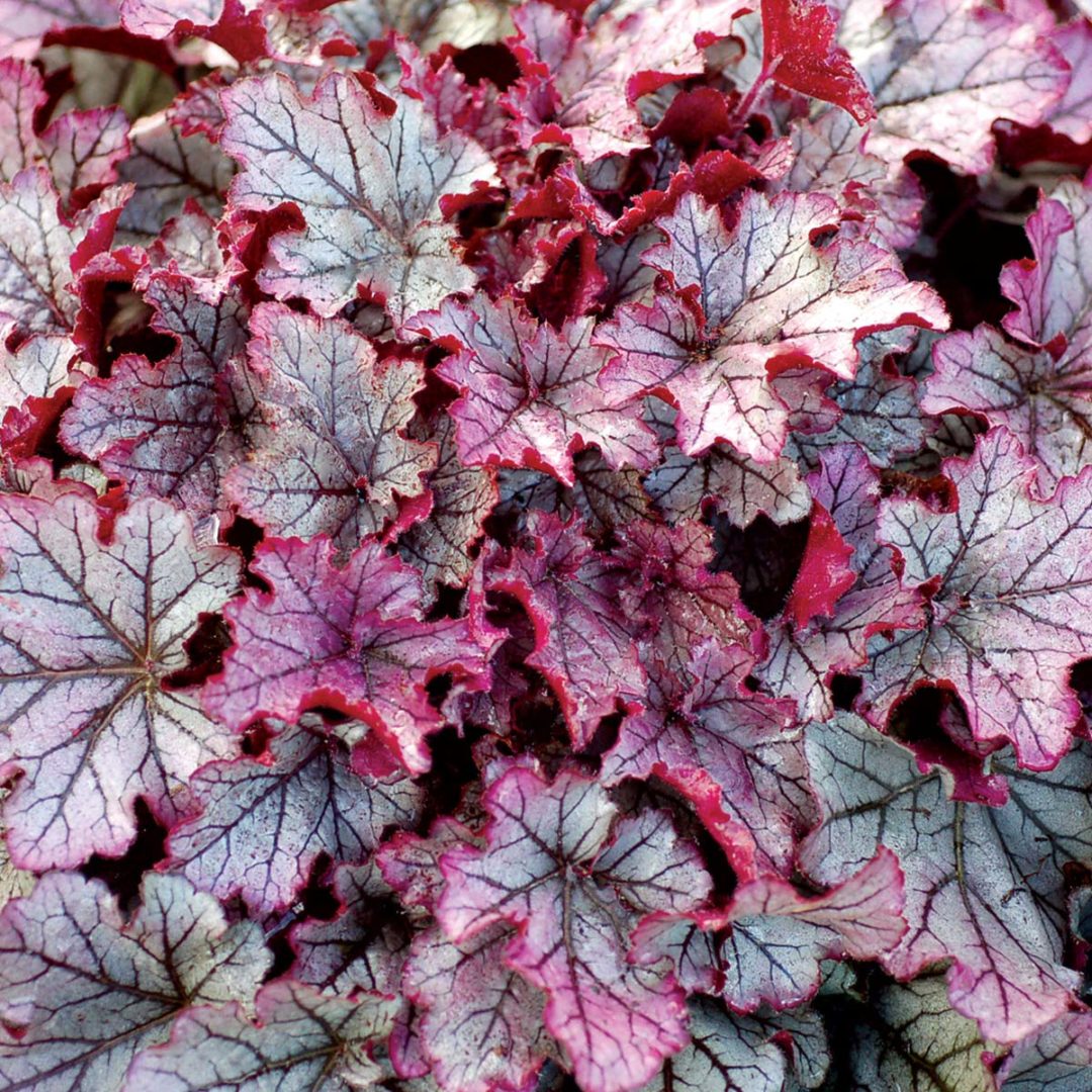 Heuchera | TERRA NOVA® Nurseries, Inc.