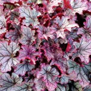Heuchera 'Spellbound'