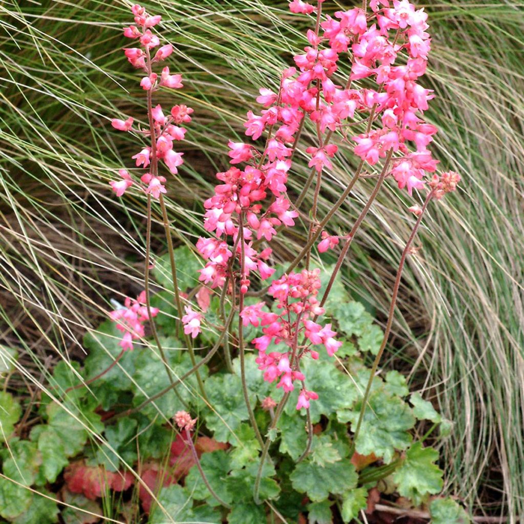 Heuchera ‘Strawberry Candy’ | TERRA NOVA® Nurseries, Inc.