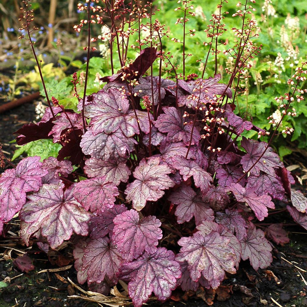 Heuchera ‘Sugar Plum’ | TERRA NOVA® Nurseries, Inc.