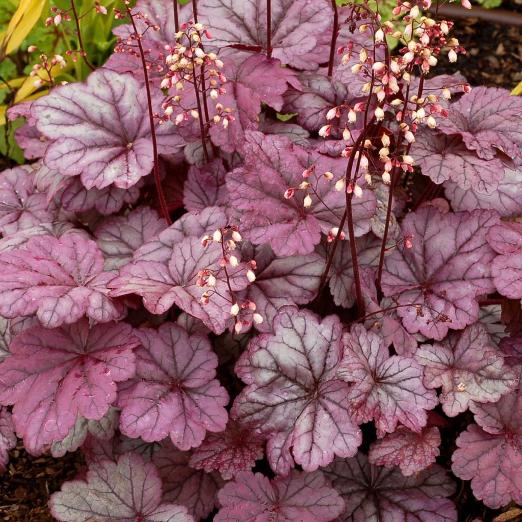 Heuchera ‘Sugar Plum’ | TERRA NOVA® Nurseries, Inc.