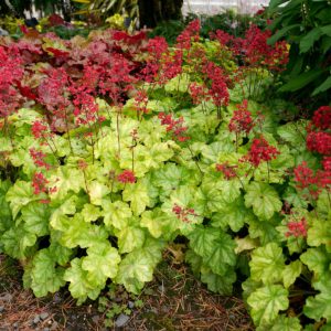 Heuchera ‘Tokyo’ | TERRA NOVA® Nurseries, Inc.