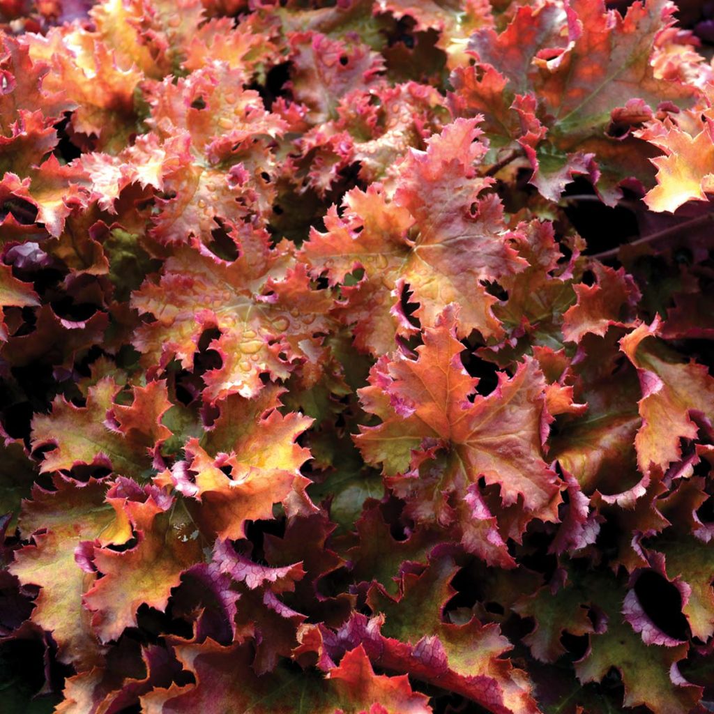 Heuchera ‘Zipper’ | TERRA NOVA® Nurseries, Inc.