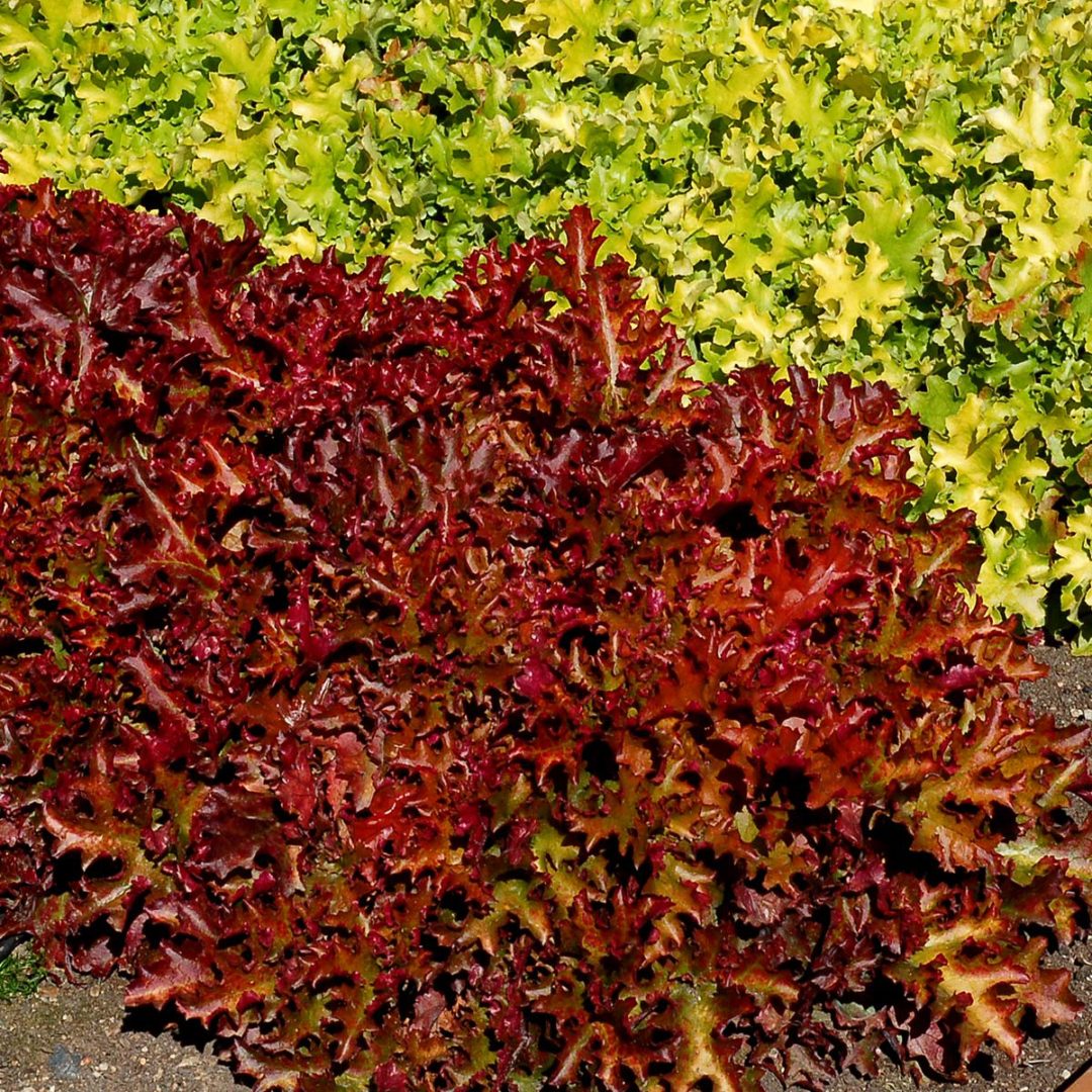 Heuchera ‘Zipper’ | TERRA NOVA® Nurseries, Inc.