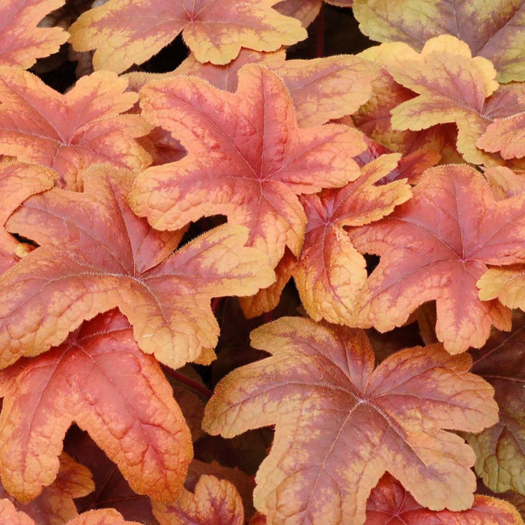 Heucherella ‘Brass Lantern’ | TERRA NOVA® Nurseries, Inc.