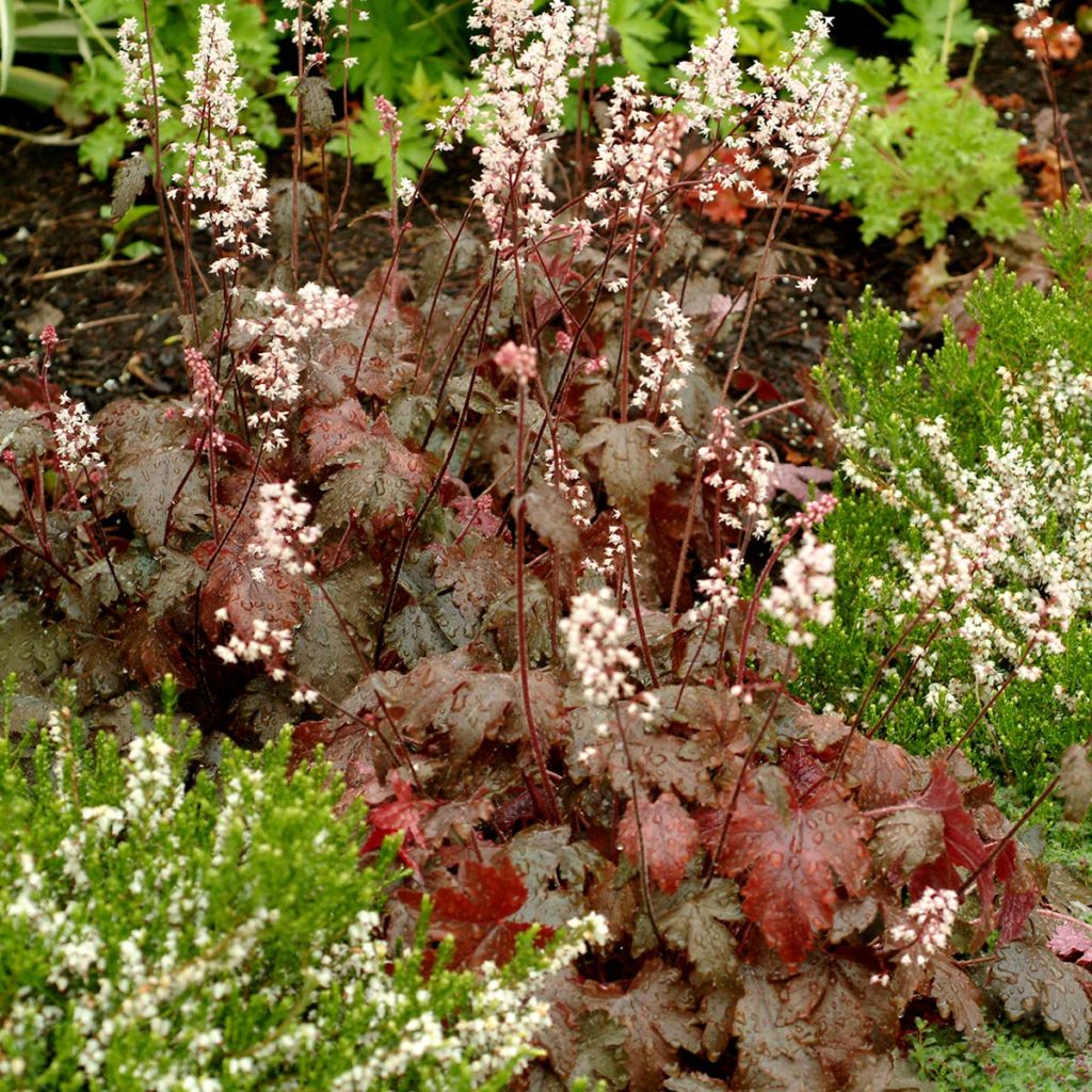 Heucherella ‘Burnished Bronze’ | TERRA NOVA® Nurseries, Inc.