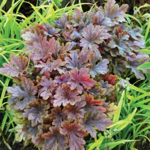 Heucherella 'Buttered Rum'