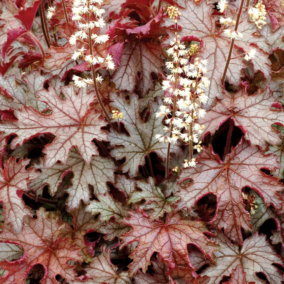 Heucherella ‘cracked Ice’ 