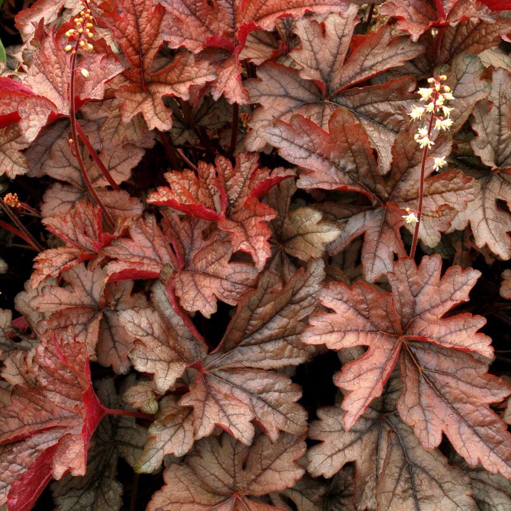 Heucherella ‘Gunsmoke’ | TERRA NOVA® Nurseries, Inc.