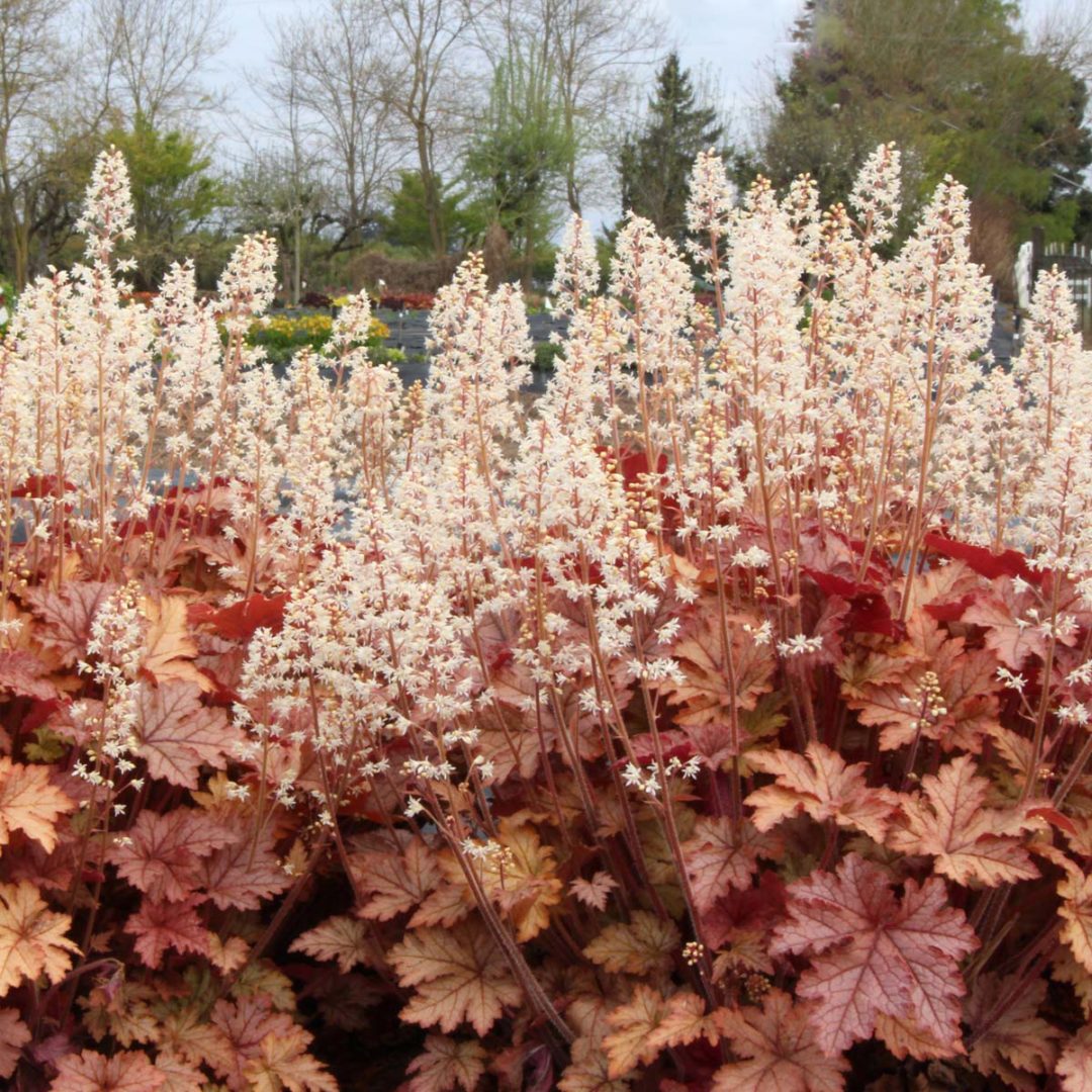 Heucherella ‘Honey Rose’ | TERRA NOVA® Nurseries, Inc.