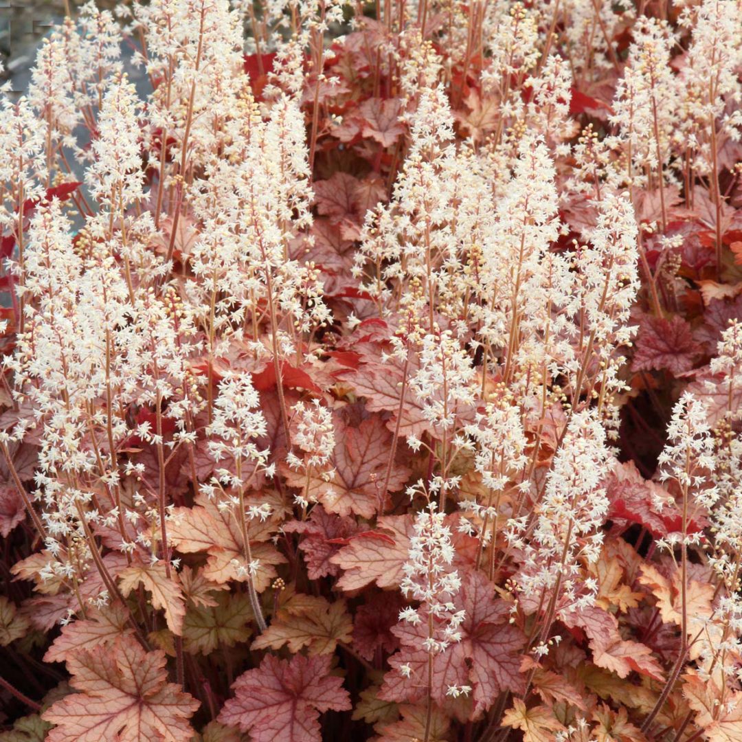 Heucherella ‘Honey Rose’ | TERRA NOVA® Nurseries, Inc.