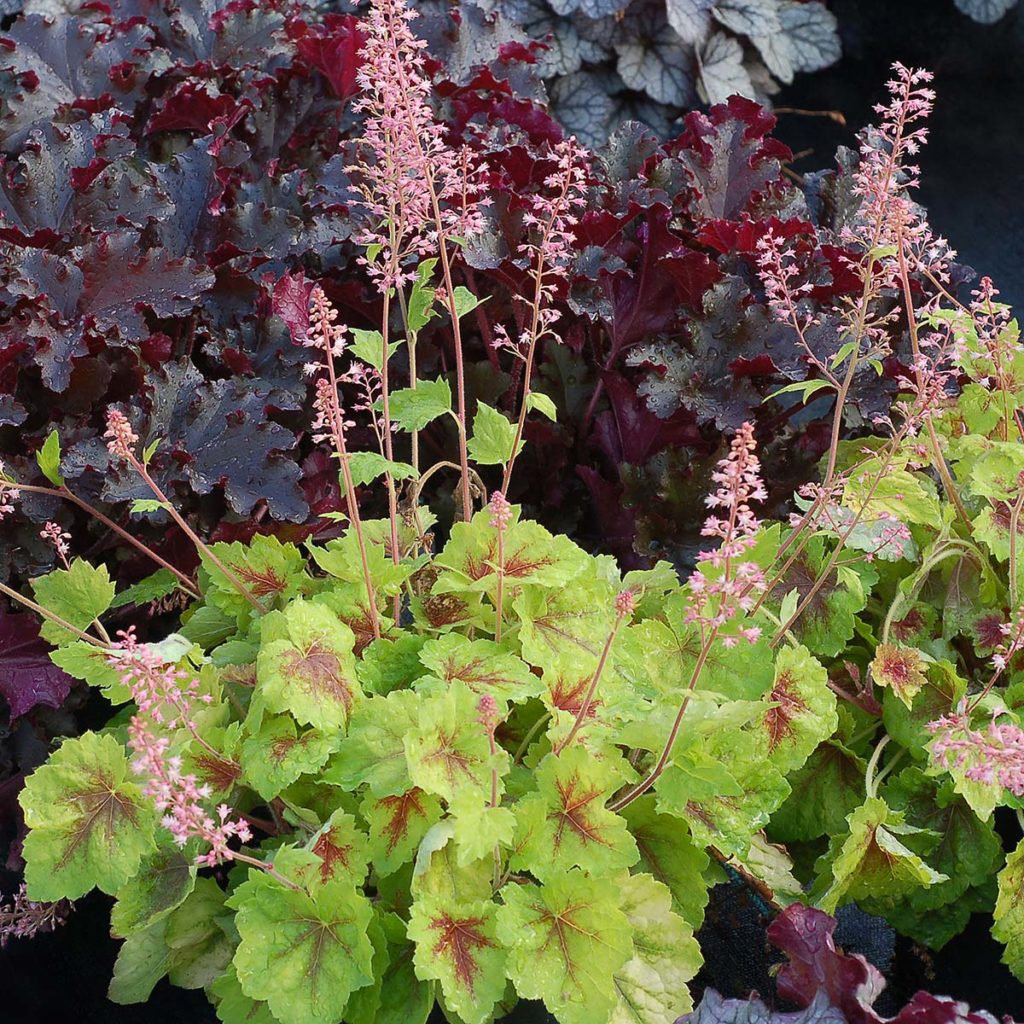 Heucherella | TERRA NOVA® Nurseries, Inc.