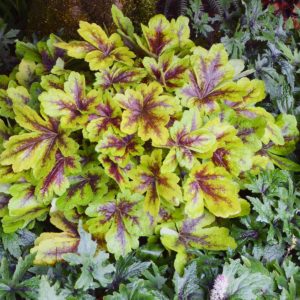 Heucherella 'Mojito'