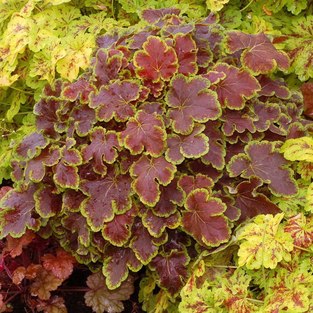 Heucherella ‘Solar Eclipse’ | TERRA NOVA® Nurseries, Inc.